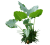 Colocasia  Leaves (Arbi Elephant Ears)