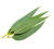 Eucalyptus (Niligiri)