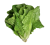 Lettuce (Salaad)
