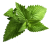 Mint Leaves (Pudina)