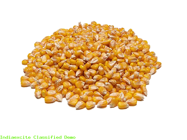 Maize Dry